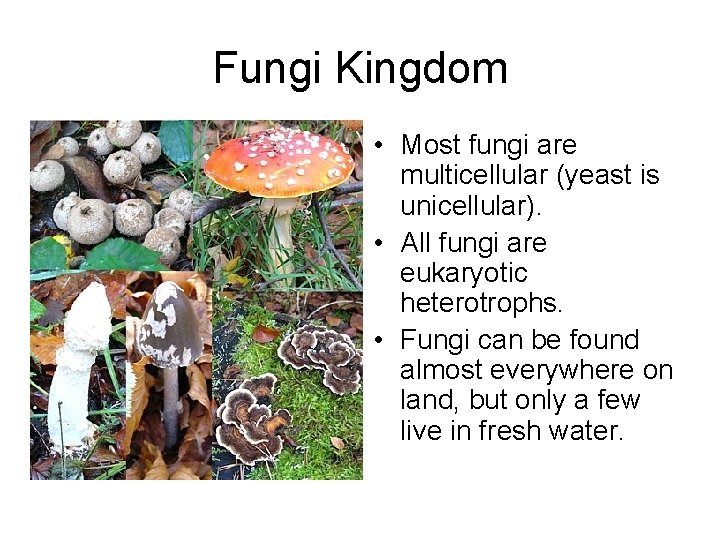 Fungi Kingdom • Most fungi are multicellular (yeast is unicellular). • All fungi are