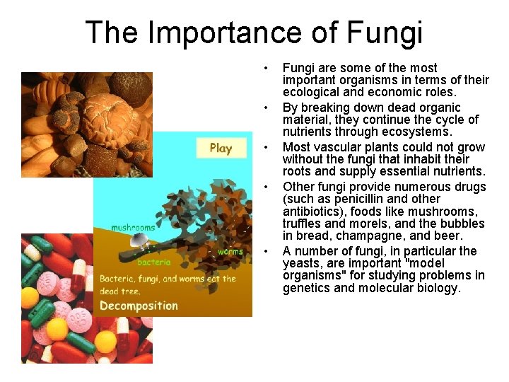 The Importance of Fungi • • • Fungi are some of the most important