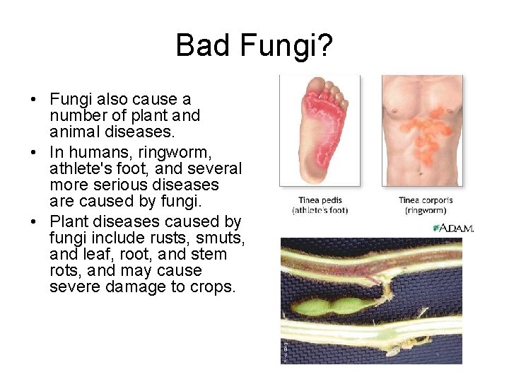 Bad Fungi? • Fungi also cause a number of plant and animal diseases. •