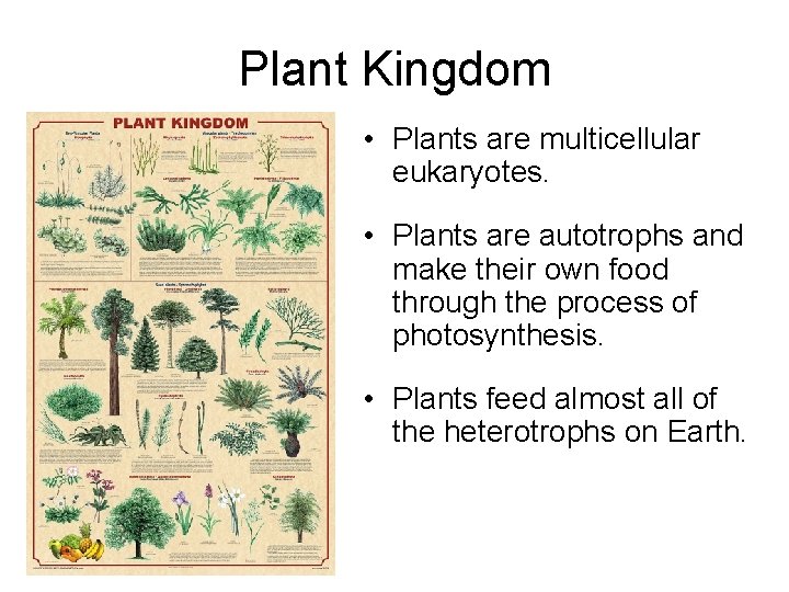 Plant Kingdom • Plants are multicellular eukaryotes. • Plants are autotrophs and make their