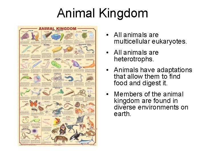 Animal Kingdom • All animals are multicellular eukaryotes. • All animals are heterotrophs. •