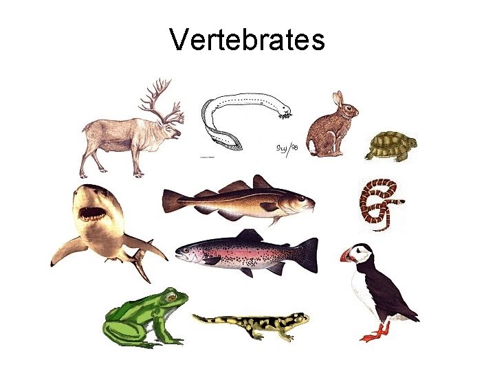 Vertebrates 