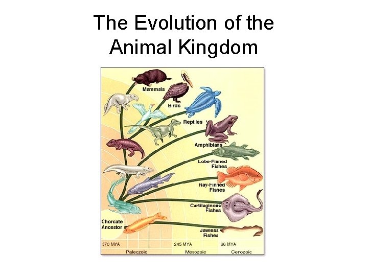 The Evolution of the Animal Kingdom 