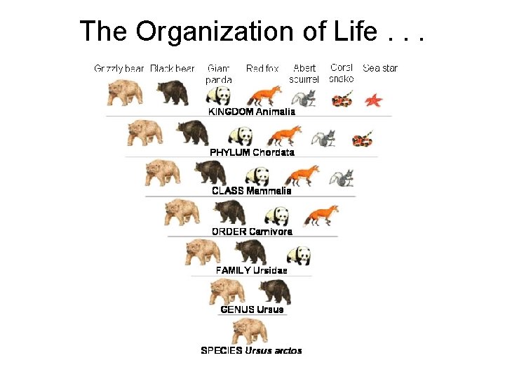 The Organization of Life. . . 