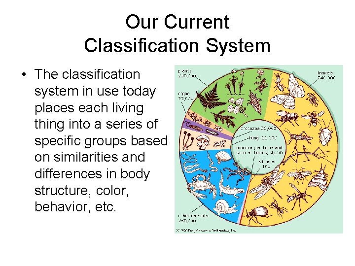 Our Current Classification System • The classification system in use today places each living