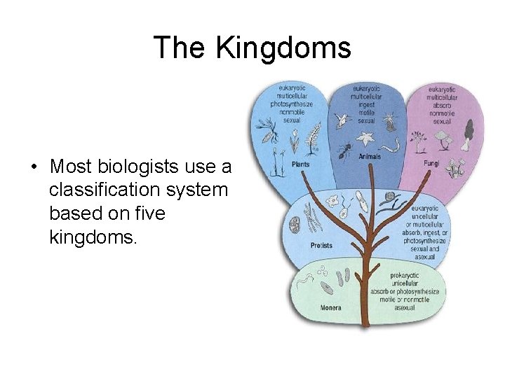 The Kingdoms • Most biologists use a classification system based on five kingdoms. 