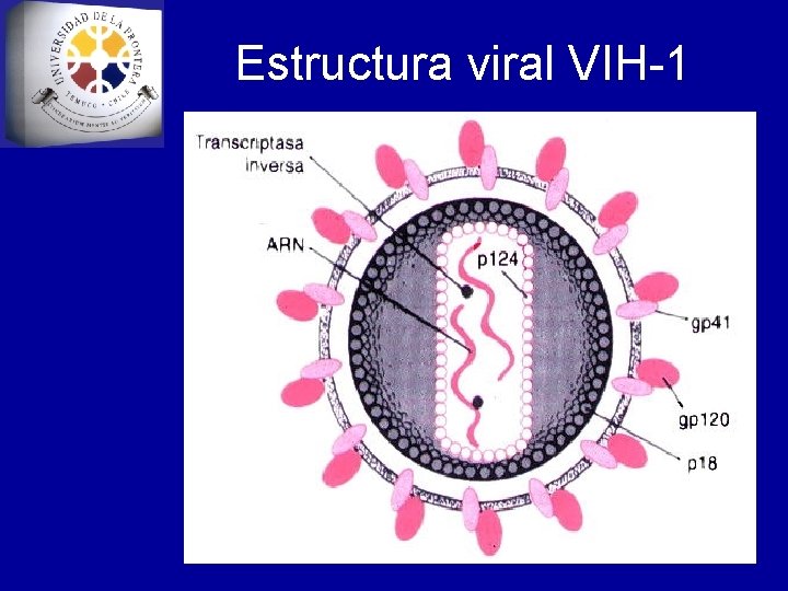Estructura viral VIH-1 