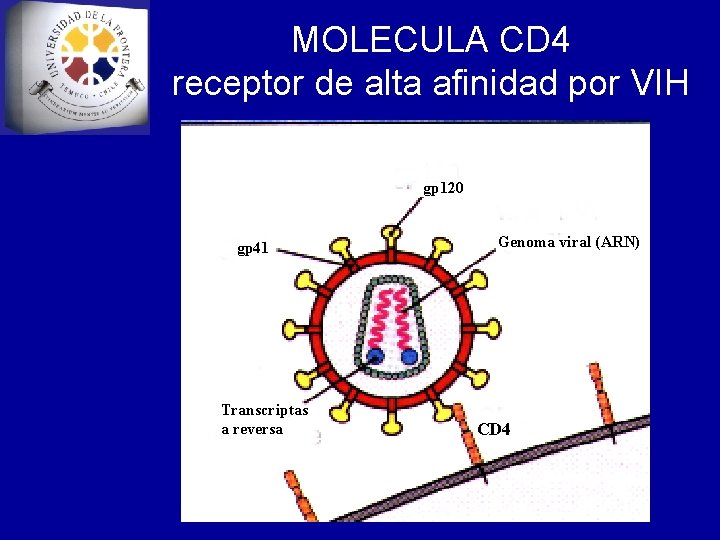 MOLECULA CD 4 receptor de alta afinidad por VIH gp 120 gp 41 Transcriptas