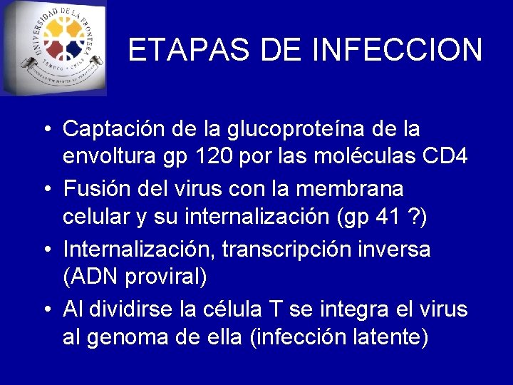 ETAPAS DE INFECCION • Captación de la glucoproteína de la envoltura gp 120 por