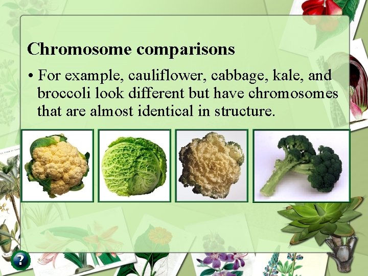 Chromosome comparisons • For example, cauliflower, cabbage, kale, and broccoli look different but have