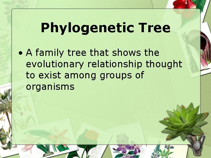 Phylogenetic Tree • A family tree that shows the evolutionary relationship thought to exist