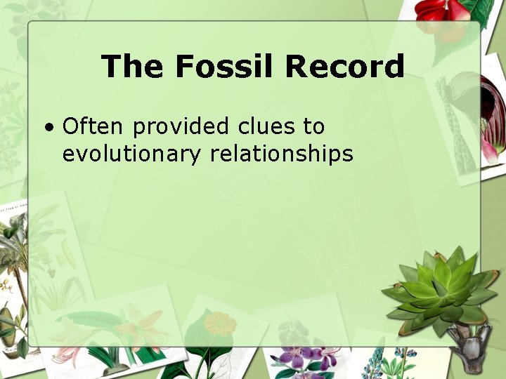 The Fossil Record • Often provided clues to evolutionary relationships 