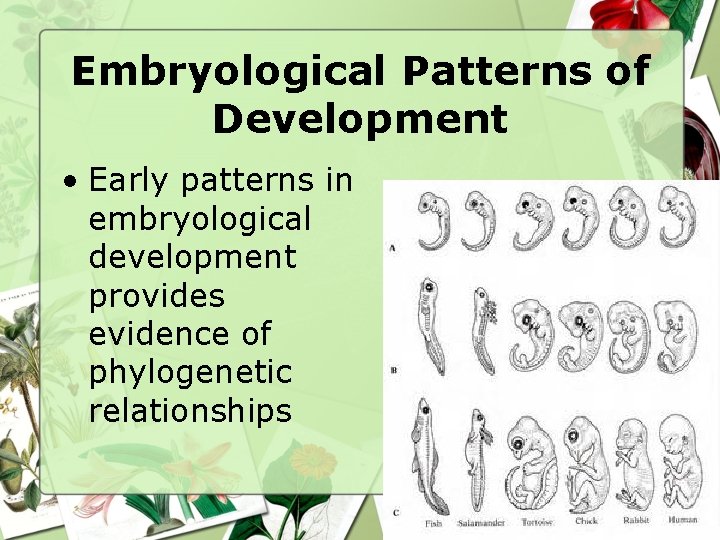 Embryological Patterns of Development • Early patterns in embryological development provides evidence of phylogenetic