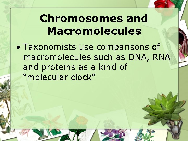 Chromosomes and Macromolecules • Taxonomists use comparisons of macromolecules such as DNA, RNA and