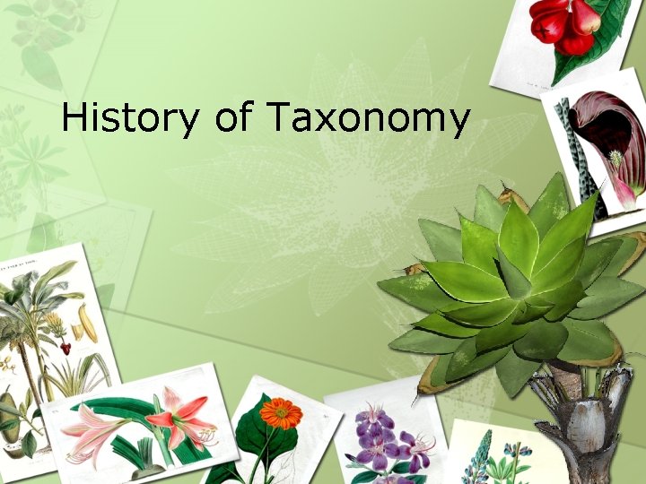 History of Taxonomy 