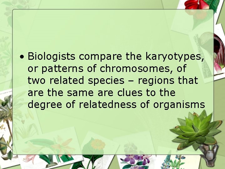 • Biologists compare the karyotypes, or patterns of chromosomes, of two related species