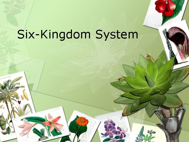 Six-Kingdom System 