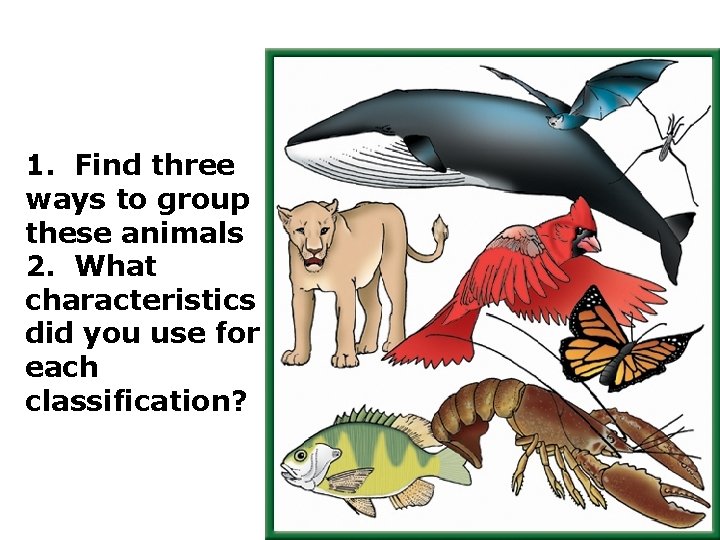 1. Find three ways to group these animals 2. What characteristics did you use