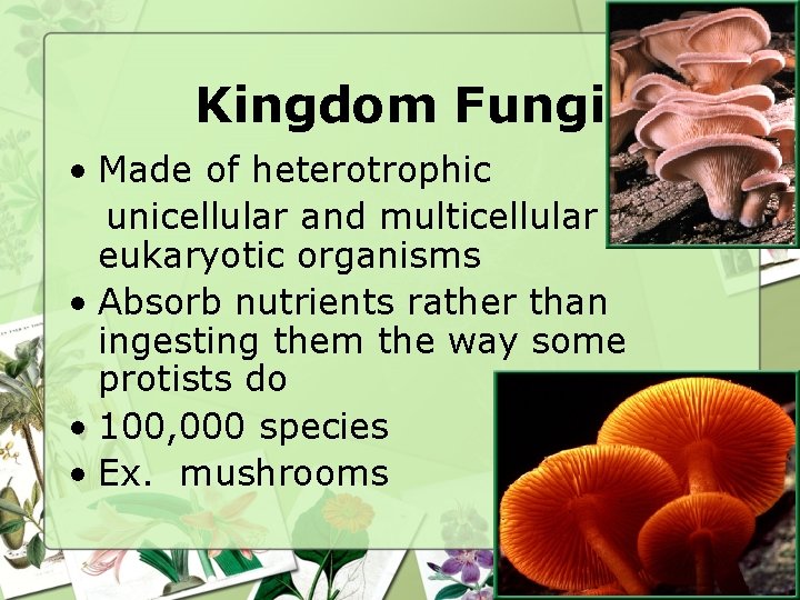 Kingdom Fungi • Made of heterotrophic unicellular and multicellular eukaryotic organisms • Absorb nutrients