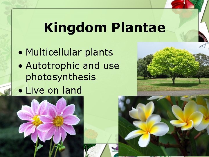 Kingdom Plantae • Multicellular plants • Autotrophic and use photosynthesis • Live on land