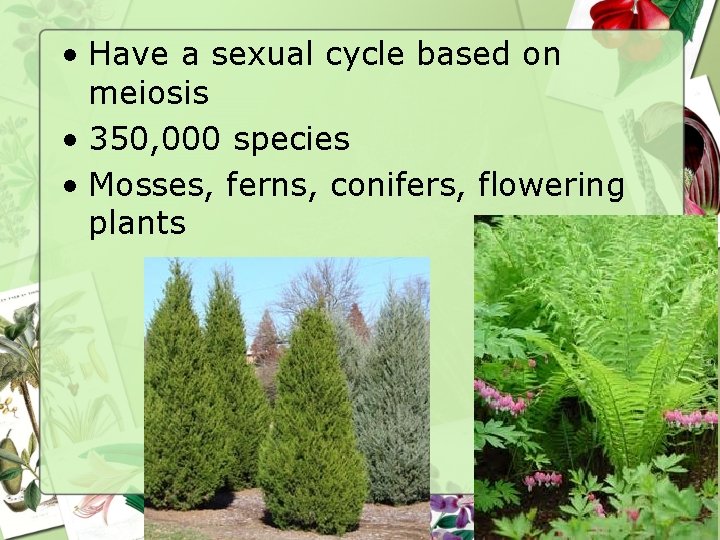  • Have a sexual cycle based on meiosis • 350, 000 species •