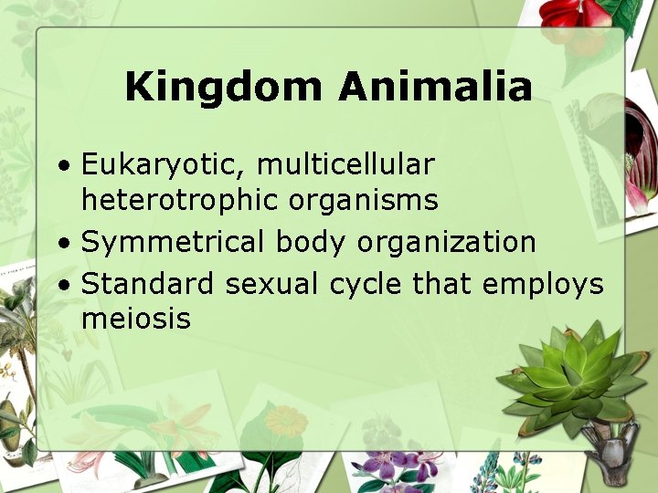 Kingdom Animalia • Eukaryotic, multicellular heterotrophic organisms • Symmetrical body organization • Standard sexual