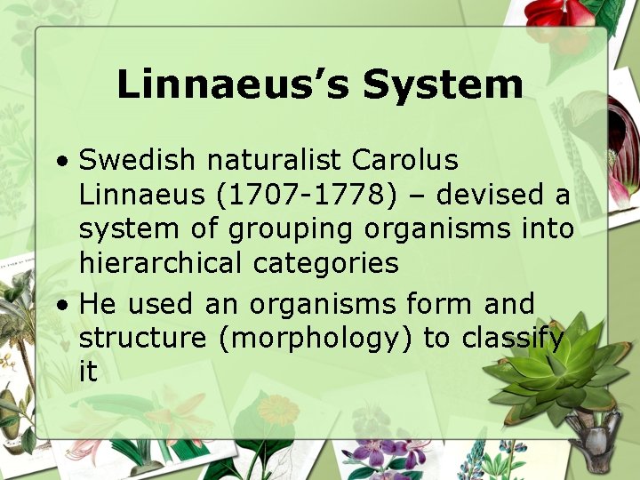 Linnaeus’s System • Swedish naturalist Carolus Linnaeus (1707 -1778) – devised a system of