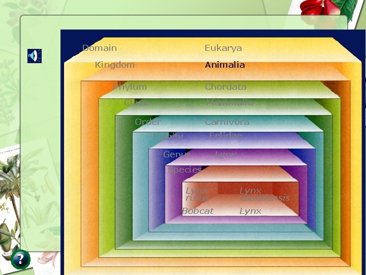 Domain Eukarya Kingdom Animalia Phylum Chordata Class Mammalia Order Carnivora Felidae Family Genus Lynx