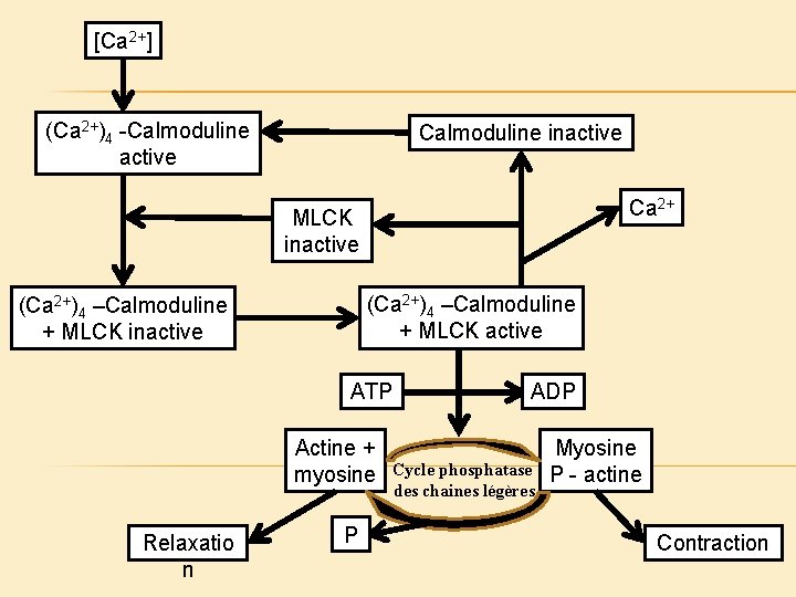 [Ca 2+] (Ca 2+)4 -Calmoduline active Calmoduline inactive Ca 2+ MLCK inactive (Ca 2+)4
