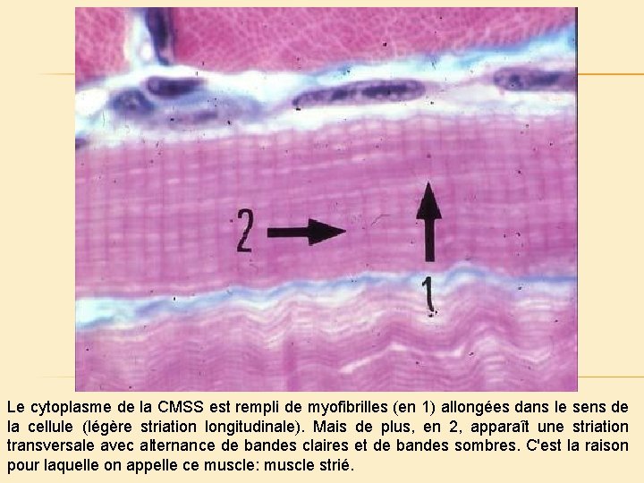Le cytoplasme de la CMSS est rempli de myofibrilles (en 1) allongées dans le