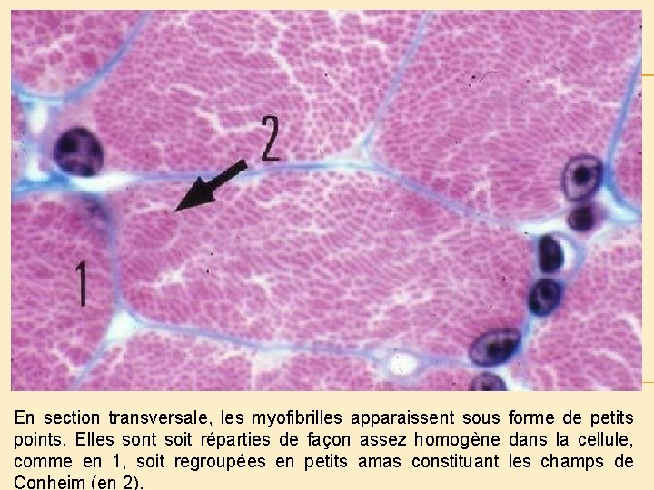 En section transversale, les myofibrilles apparaissent sous forme de petits points. Elles sont soit