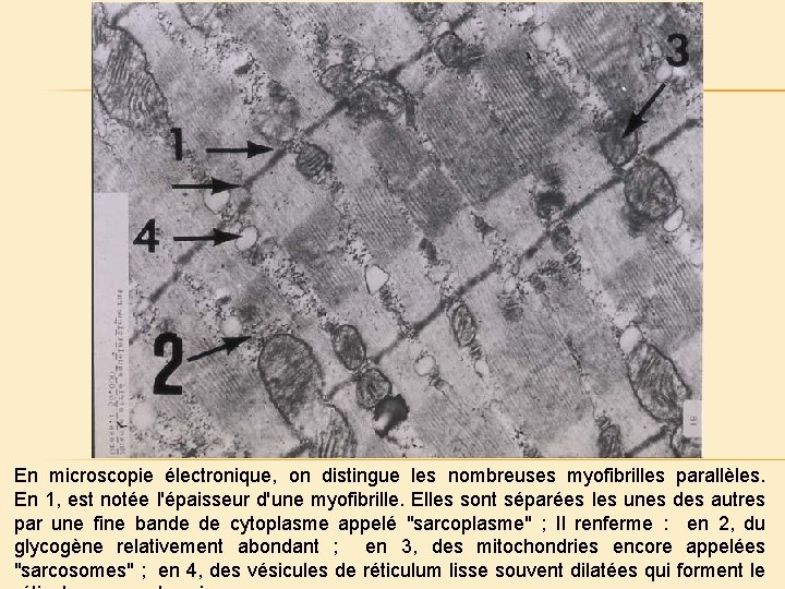 En microscopie électronique, on distingue les nombreuses myofibrilles parallèles. En 1, est notée l'épaisseur