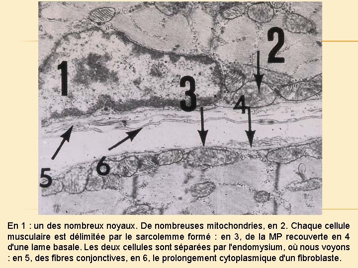 En 1 : un des nombreux noyaux. De nombreuses mitochondries, en 2. Chaque cellule