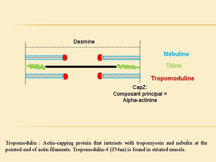Desmine Nébuline Titine Tropomoduline Cap. Z: Composant principal = Alpha-actinine Tropomodulin : Actin-capping protein
