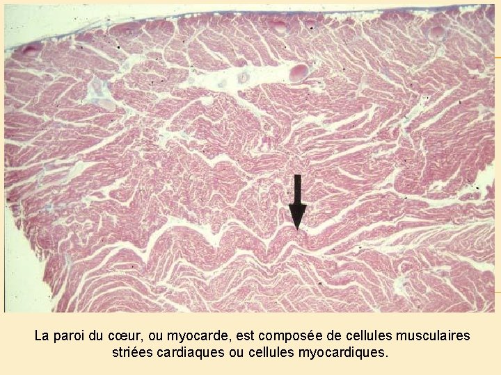 La paroi du cœur, ou myocarde, est composée de cellules musculaires striées cardiaques ou