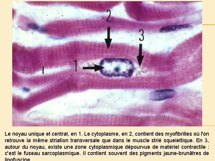 Le noyau unique et central, en 1. Le cytoplasme, en 2, contient des myofibrilles