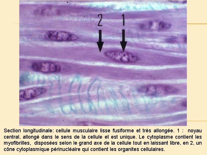 Section longitudinale: cellule musculaire lisse fusiforme et très allongée. 1 : noyau central, allongé