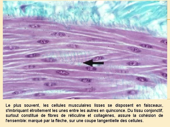 Le plus souvent, les cellules musculaires lisses se disposent en faisceaux, s'imbriquant étroitement les
