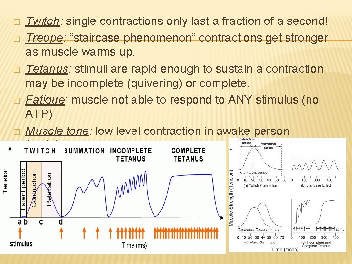 � � � Twitch: single contractions only last a fraction of a second! Treppe: � � � Twitch: single contractions only last a fraction of a second! Treppe: