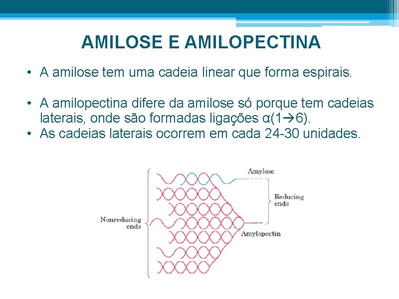 AMILOSE E AMILOPECTINA • A amilose tem uma cadeia linear que forma espirais. •