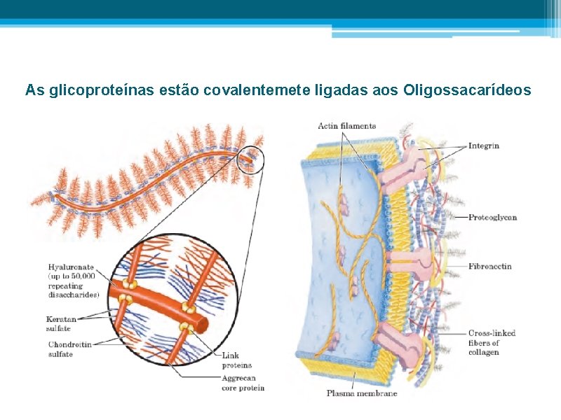 As glicoproteínas estão covalentemete ligadas aos Oligossacarídeos 