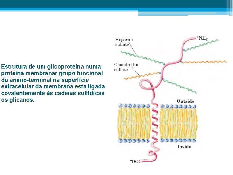 Estrutura de um glicoproteína numa proteína membranar grupo funcional do amino-terminal na superfície extracelular