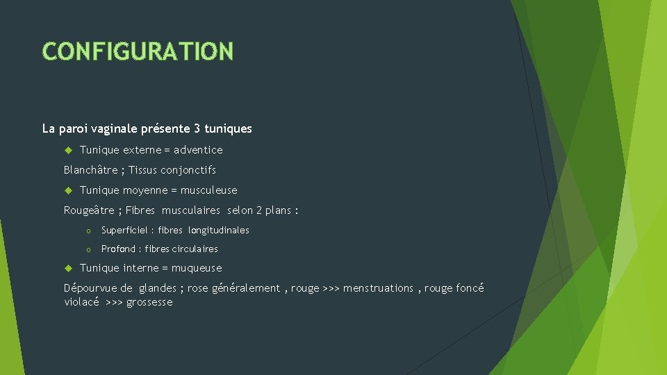 CONFIGURATION La paroi vaginale présente 3 tuniques Tunique externe = adventice Blanchâtre ; Tissus