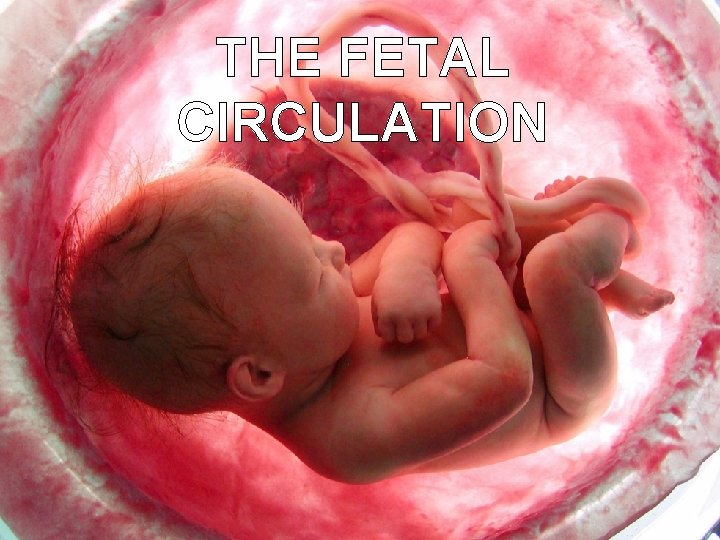 THE FETAL CIRCULATION THE FETAL CIRCULATION