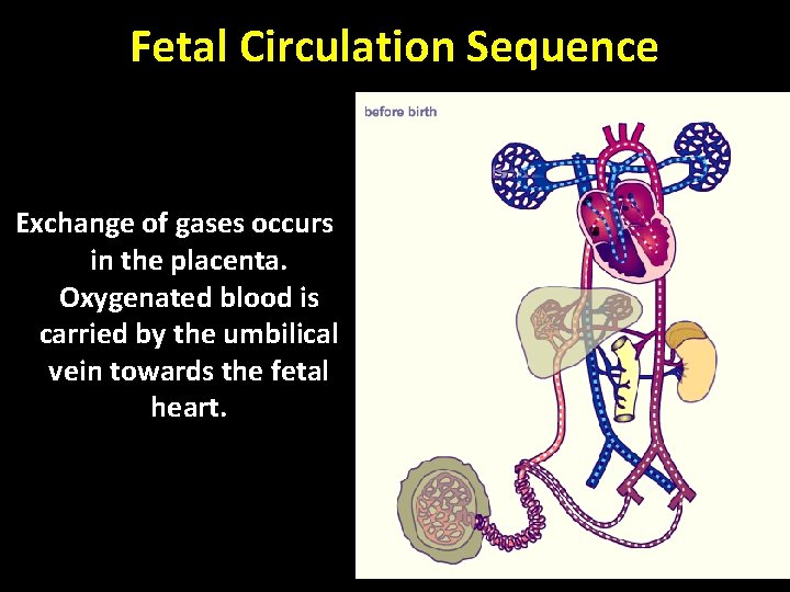 Fetal Circulation Sequence Exchange of gases occurs in the placenta. Oxygenated blood is carried Fetal Circulation Sequence Exchange of gases occurs in the placenta. Oxygenated blood is carried