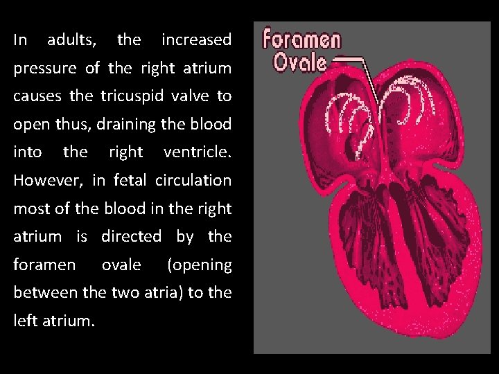 In adults, the increased pressure of the right atrium causes the tricuspid valve to In adults, the increased pressure of the right atrium causes the tricuspid valve to