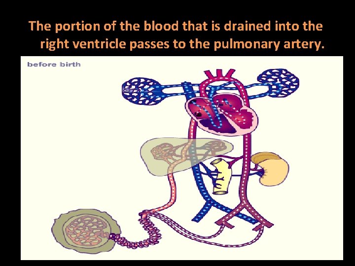 The portion of the blood that is drained into the right ventricle passes to The portion of the blood that is drained into the right ventricle passes to