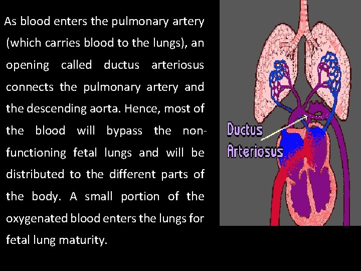 As blood enters the pulmonary artery (which carries blood to the lungs), an opening As blood enters the pulmonary artery (which carries blood to the lungs), an opening