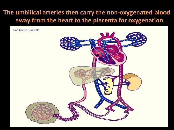 The umbilical arteries then carry the non-oxygenated blood away from the heart to the The umbilical arteries then carry the non-oxygenated blood away from the heart to the
