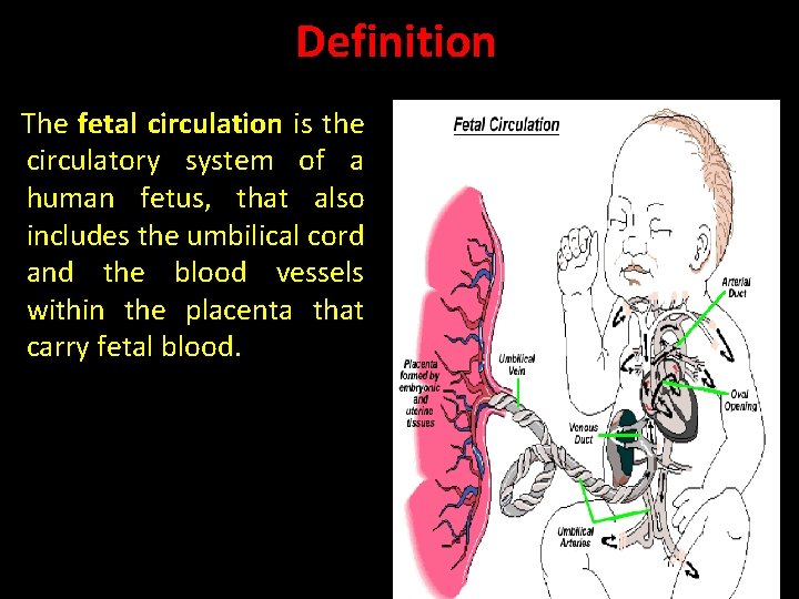 Definition The fetal circulation is the circulatory system of a human fetus, that also Definition The fetal circulation is the circulatory system of a human fetus, that also